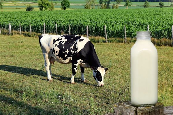 Savaştepe ve İvrindi’de Küçükbaş Hayvancılık: Süt Verim Analizi ve Sürü Yönetimi